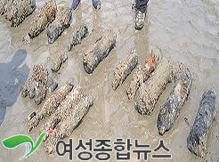 인천대교밑 포탄더미 발견