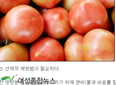 농촌진흥청, 영양관리로 토마토 저온피해 예방한다 