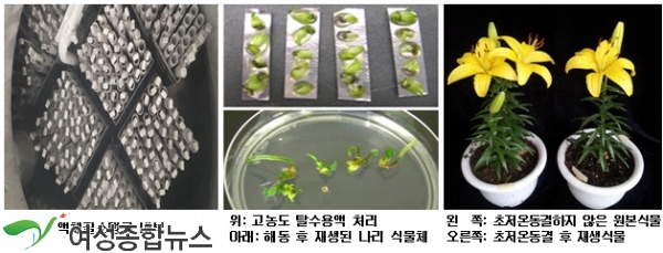 농촌진흥청, 초저온동결 ‘보존된 나리’ 복원 