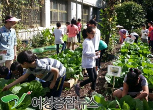 관악구 텃밭에서 허브와 꽃 키워