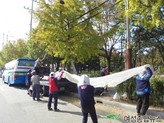 인천서구 '가로수 은행 열매' 조기 채취