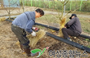 대추나무 동해피해 예방 지금이 적기