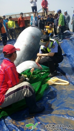 대청도 해상에서 밍크고래 1마리 혼획