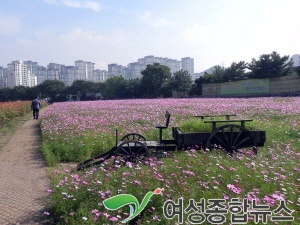 안양농수산물도매시장 인근 구 터미널부지에 코스모스 장관 연출