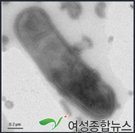  환경부,신종 난배양성 미생물 '코라이언스' 발견