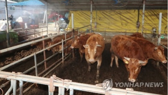 농림축산식품부'구제역 발생' 30시간 동안 전국 일시 이동중지명령 발동