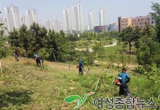 인천시, 성공적 조림사업 위해 덩굴류 집중제거 중