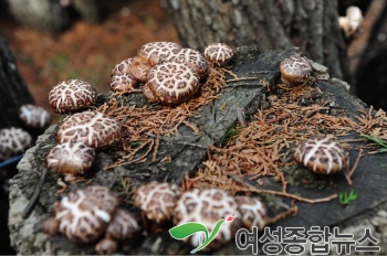 장흥군  버섯산업연구원, 기후변화에 대응한 표고재배 연구 착수  