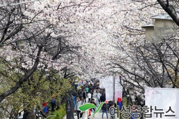 동작구, 제7회 신대방 어울림 벚꽃축제 