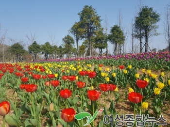 목포 삼학도로 형형색색 튤립 보러 오세요