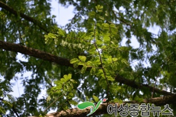 담양군, 아침 햇살 가득 품은 담양메타세쿼이아랜드