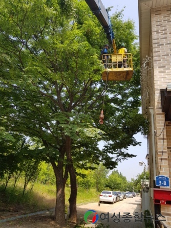 서울 강서구, 내달부터 소규모 공동주택 및 산림·공원 내 위험수목 정비 나서 