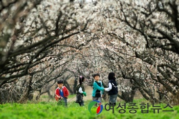 해남 보해매실농원과 미황사,  전라남도 선정 ‘이 달의 추천 관광지’로 선정