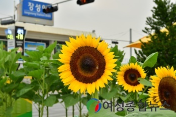 장성군 장성역 앞에 활짝 피어난 해바라기