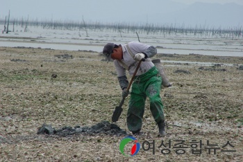 신안군,  제 1회 신안군 맨손낙지잡이 장인 선발대회 개최