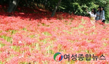 함평군 해보면 용천사 ‘꽃무릇큰잔치’  21일 개막