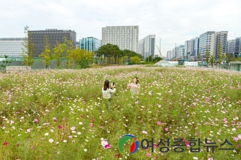 서울 강서구 마곡지구, 코스모스 물결 넘실