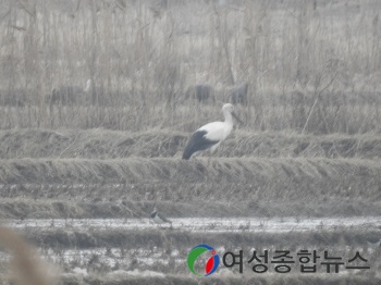 순천만, 황새 합류로 멸종위기종 조류 최대 서식지로 부각