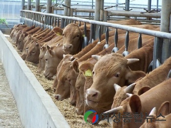 강화군, 가축재해보험 80% 지원