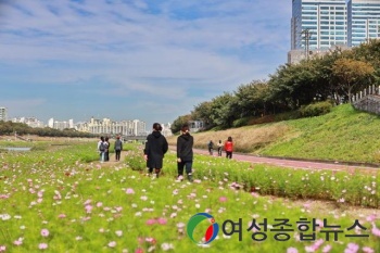 한내천에서 가을꽃 향기 맡으며 산책해요