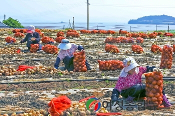 무안군 ‘코로나19 극복’ 양파 사주기 운동 