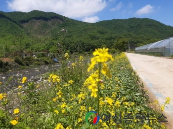 여주시 산북면, ‘유채꽃 향기’ 바람에 날리고 