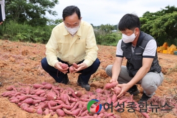 해남 고구마, 지역특화 클러스터로 육성한다