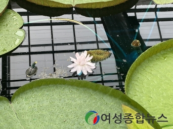 함평군 여름밤 단 3일만 피어나는 ‘빅토리아 수련’