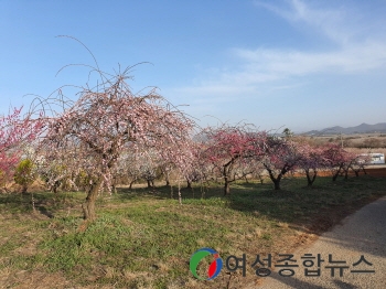 신안군 '1004숲 정원 조성, 특별한 기부' 화제