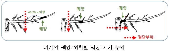 울산시농업기술센터 ‘과수화상병 예방’은 겨울철 과수원 관리부터 시작