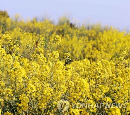  제주도, 곳곳 '노란 유채꽃' 활짝