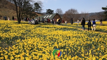 구례군 지리산치즈랜드 수선화꽃 만발, 상춘객들로 북적