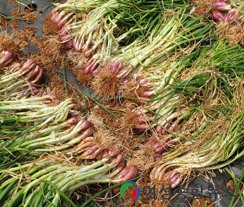 충남도 쪽파 종구 적기수확 후 예건 과정 꼭 거쳐야