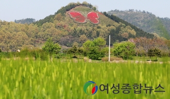 함평 나비동산 철쭉 만개