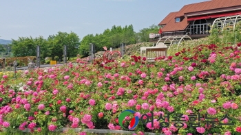 임실치즈테마파크, 1만 송이 장미꽃 러블리가든 활짝