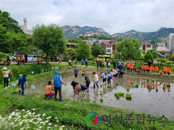 은평구, 전통손모내기와 단오한마당에 초대