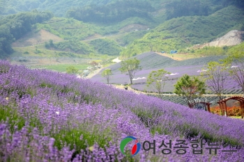 정읍시, 보랏빛 향기로운 라벤더 꽃밭에서 힐링