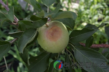 충남도 농기원,  때이른 폭염에 사과농가 대상 현장 상담 실시