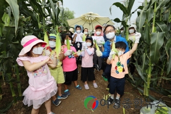 금천구, 온 가족이 함께하는 옥수수 수확 체험 개최