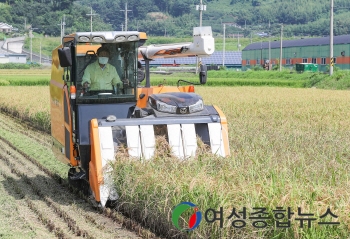 광양시, 조생종 벼 ‘향철아’ 첫 수확 