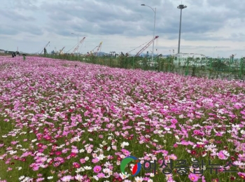 목포 남항 유휴뷰지, 만개한 코스모스로 장관