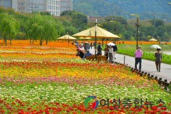 지금 장성 황룡강은…코스모스, 황화코스모스, 백일홍, 천일홍 등 ‘절정’