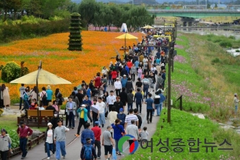 장성 황룡강 가을꽃길… 함께 걸을래요?  