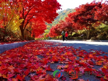 충남도 대둔산도립공원, 가을맞이 산책로 단장