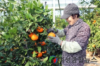 장흥군 ‘상큼한 향, 달콤한 맛’ 레드향 수확 한창