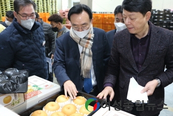 나주배, 설 연휴 앞두고 선과작업 구슬땀