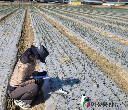 구미시, 마늘·양파 현장기술지원단 운영