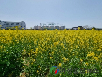 무안군, 남악엔 유채꽃 노란 물결.... 