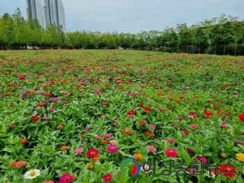 군산시, 금암동 도시재생숲 옆 유휴지 꽃단지 조성