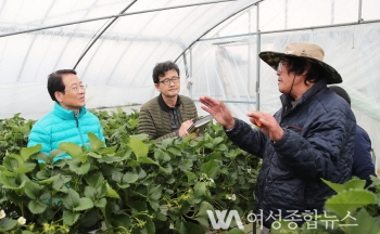 강진군'딸기 농가 일부 도난'신속대처로 피해 최소화